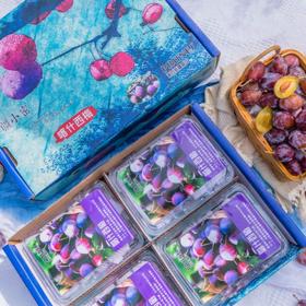 新疆法兰西小西梅【顺丰发货】