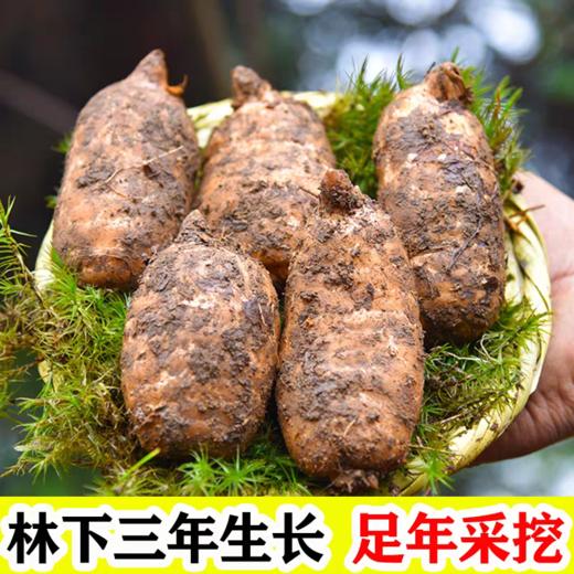 【云南昭通新鲜天麻】顺丰到家 个头短肥 肉质肥厚 口感回味甘甜 带泥发货 品质优良 新鲜现挖  4种规格任选 商品图3