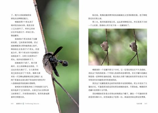 追随昆虫(自然感悟丛书) 商品图1
