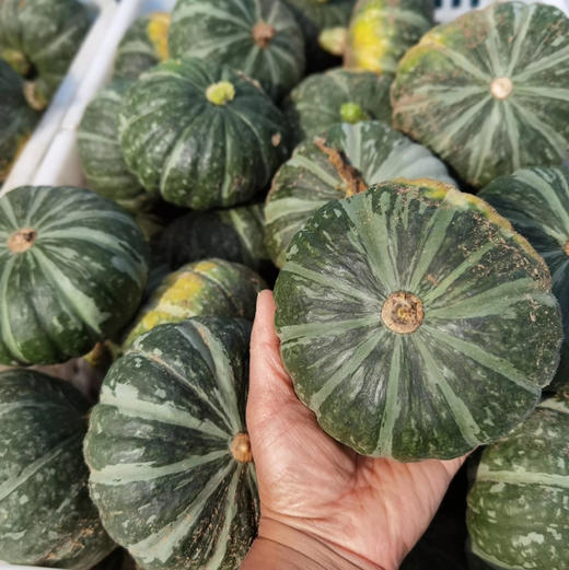 农场直发-有机羊粪土豆/有机水果洋葱/贝贝南瓜/有机胡萝卜 5斤 来自张北野菜夫人农场 当季新鲜土豆、洋葱、南瓜、胡萝卜～ 商品图7