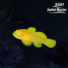裸叶虾虎