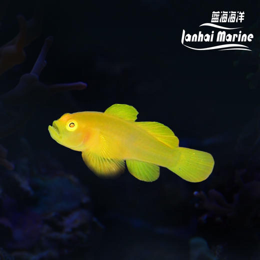 裸叶虾虎 商品图0