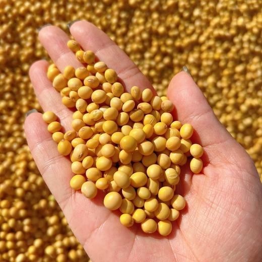 咸丰县比兹卡好食光土家老黄豆 420g/袋*2 商品图3