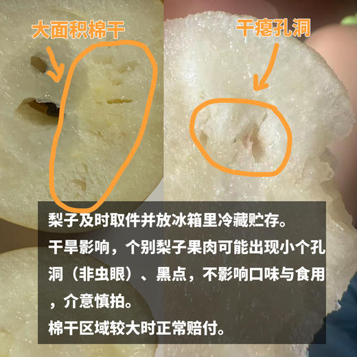 有机黄金梨 | 合作生产 *Organic gold-pear | Partner Production 商品图3