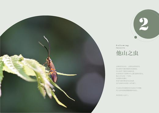 追随昆虫(自然感悟丛书) 商品图3