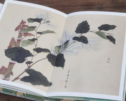 《草木集》，32开，平装，三口刷边，柳田国男等著，九州出版社2025年8月一版一印，定价78，售价62.4元。 商品图9