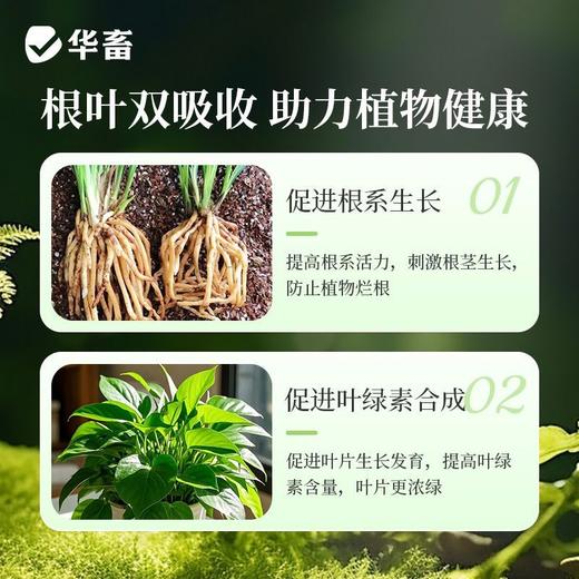 植物营养液通用型花草盆栽水培绿萝多肉发财树富贵竹专用花卉肥料 商品图5