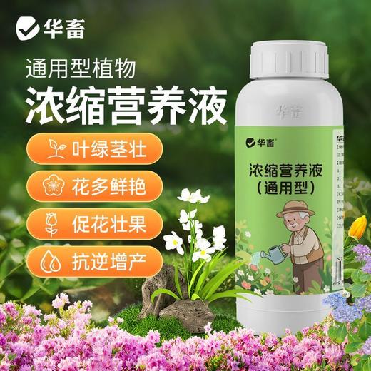 植物营养液通用型花草盆栽水培绿萝多肉发财树富贵竹专用花卉肥料 商品图2