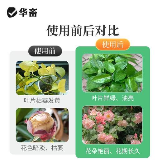 植物营养液通用型花草盆栽水培绿萝多肉发财树富贵竹专用花卉肥料 商品图7
