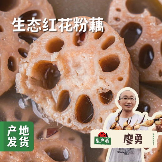 生态红花粉藕 5斤 | 合作农友生产，产自四川遂宁，生产者：廖勇 *【公平贸易农人定价】 商品图0