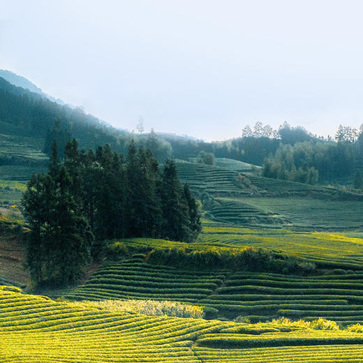 小罐茶园 金标系列大红袍  升级版 60g【现货】 商品图6