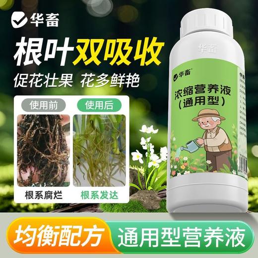 植物营养液通用型花草盆栽水培绿萝多肉发财树富贵竹专用花卉肥料 商品图0