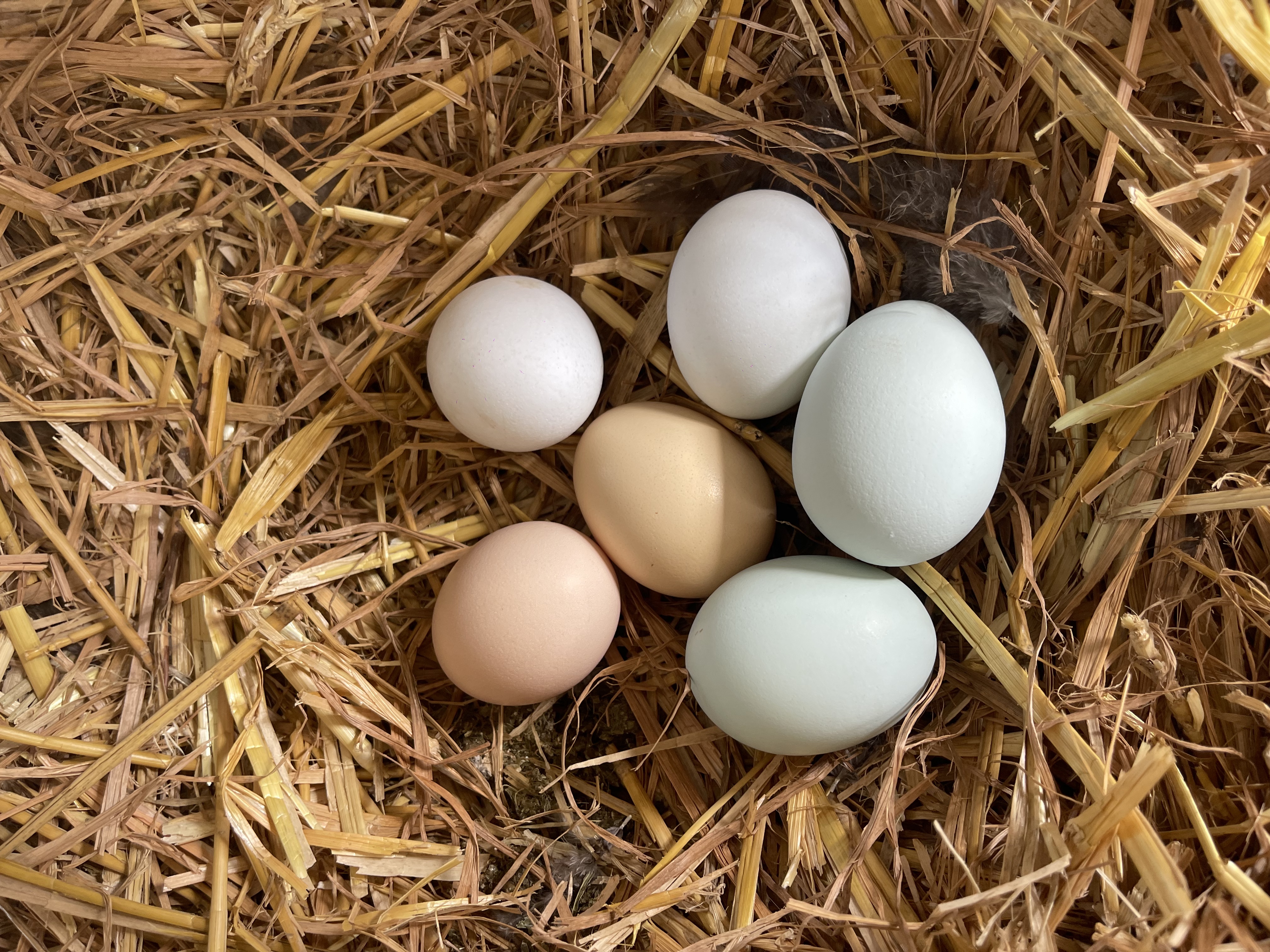 散养芦花鸡·鸡蛋🥚(以绿壳为主/粉壳和白壳也有)·山东坤巧农场