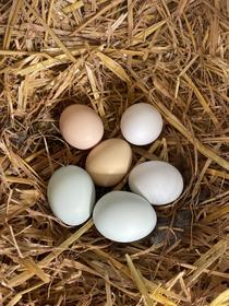 散养芦花鸡·鸡蛋🥚(以绿壳为主/粉壳和白壳也有)·山东坤巧农场