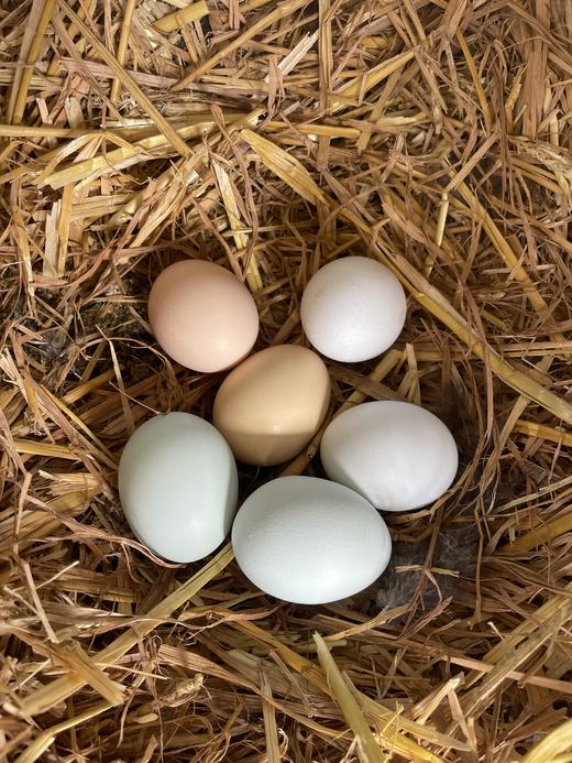 散养芦花鸡·鸡蛋🥚(以绿壳为主/粉壳和白壳也有)·山东坤巧农场 商品图0