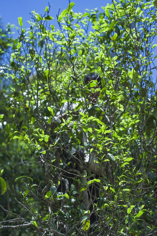 【林子茶】2022年易武秘境小高杆·林子茶，它是一款有钱你也不一定能喝到野茶，357克/饼 商品图1