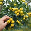 金如意山楂  清香软面  色泽金黄  核小肉厚  甜大于酸  黄山楂  储存后期 个头稍小 商品缩略图3