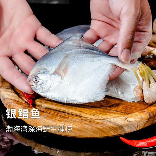 【4份包邮】银鲳鱼500g 渤海湾深海野生捕捞 跟养殖的大金鲳鱼不一样，⭐️顺丰空运 商品图1
