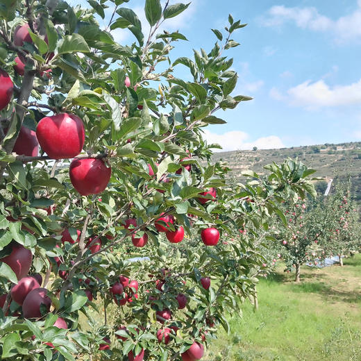 【甘肃扶贫】天水花牛苹果  当季新鲜水果  嫩鲜多汁 商品图2