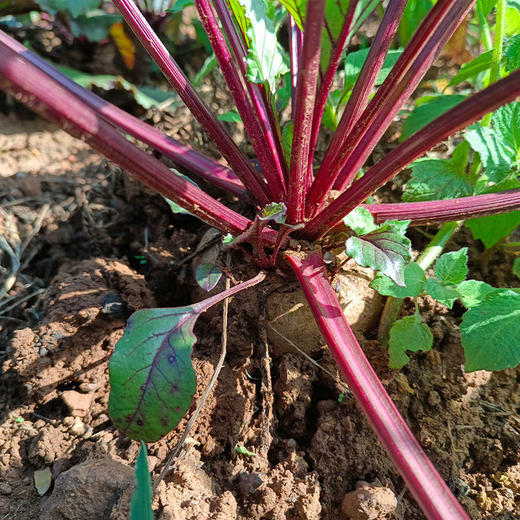 有机甜菜根（火焰菜）| 源自高原云南，有机六无标准，现挖现发，带泥发货，香甜爽脆，肉厚多汁，亦果亦蔬，可炖炒/蒸煮/凉拌/生吃/榨汁。⭐️顺丰快递 商品图3
