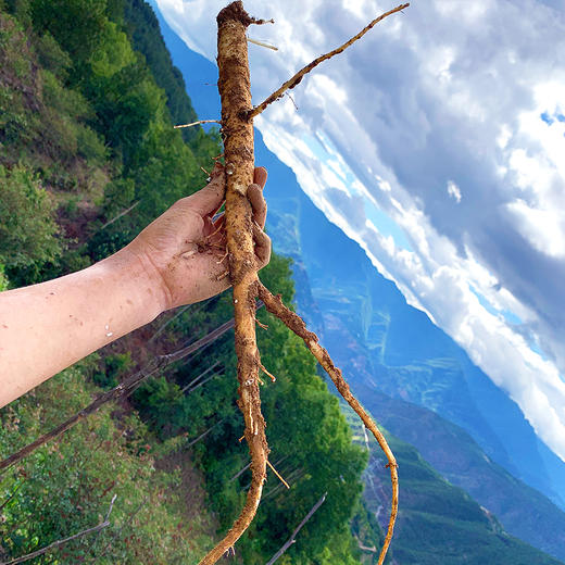 『云南山货』茯苓+黄芪+麦冬+三七+党参+太子参+乌天麻 商品图12