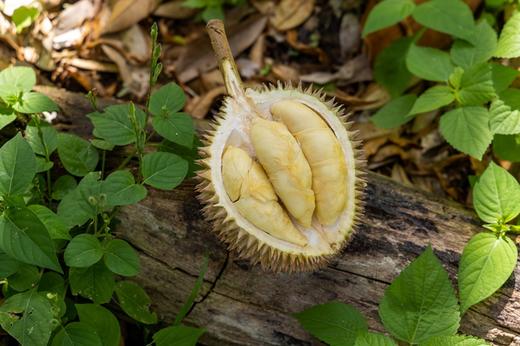 马来西亚液氮金凤榴莲，被誉为榴莲皇后，数量极其稀少，奶白色果肉，核小肉多，果肉含水量较高，清爽不腻，同时带有轻微的奶香和花香，不带苦麻⭐️顺丰空运 商品图3