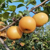 【自营】山东秋月梨4.5斤/7斤  顺丰/京东 商品缩略图4