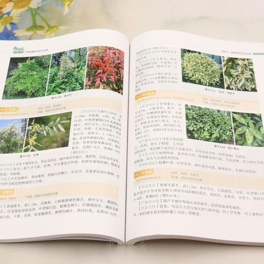 E园林植物识别与应用 &3258 商品图4