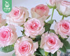 【预售-4月13日配送】洛神玫瑰花束/1扎（10枝） 商品缩略图5