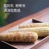 【花糯玉米/拇指玉米】糯叽叽 梗啾啾 蒸煮7-8分钟 或放入微波炉中加热2分30秒 减脂早餐 商品缩略图2