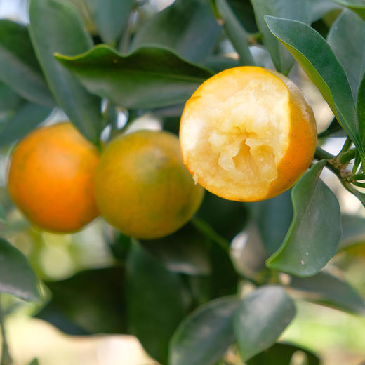 冻干金桔片| 采用第三代脆蜜金桔制作，-40℃冻干技术，配料只有金桔，干吃、泡水、煲粥多种吃法。50g/瓶⭐️中通快递 商品图4