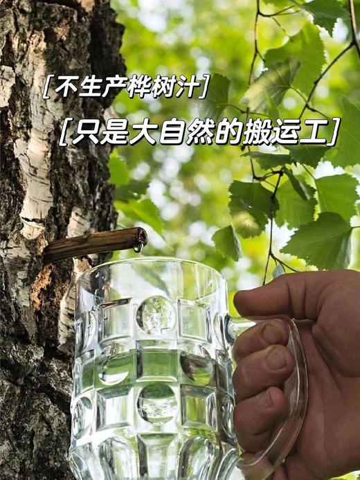 【臻心桦100%白桦树汁】🔺配料只有白桦树汁  🔺一瓶喝进60多种天然营养精华❗-LWSXQB 商品图4