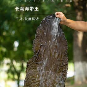 长岛海带王（干货）| 产自长岛大钦岛，海带长度将近1米，岛上渔民自行晾晒而成⭐️邮政快递