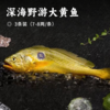 深海野游大黄鱼 | 国信1号缔造野生高品质 新鲜捕捞鱼眼明亮 肉质鲜美紧实 蒜瓣状鱼肉 高蛋白质富含多种维生素 高效锁鲜技术赏味挚献 商品缩略图0