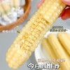 滇枝萃 云南西双版纳 拇指小玉米1000g/袋&香糯小玉米5斤装 急速锁鲜，原汁原味，口感香甜；吃法多样可蒸煮、微波加热等； 商品缩略图2