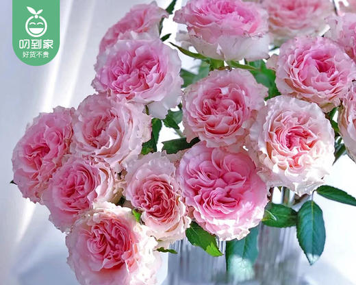 【预售-4月13日配送】洛神玫瑰花束/1扎（10枝） 商品图1