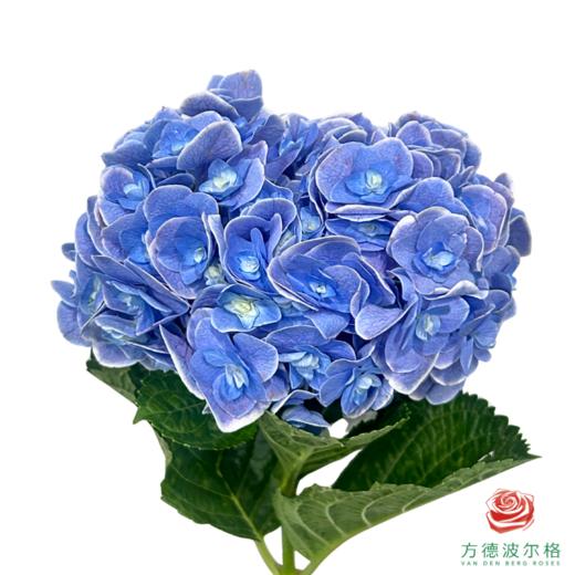 市场绣球 天照蓝色 商品图0