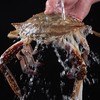 【顺丰冷链】梭子蟹 整只特大螃蟹 鲜活冷冻 海鲜水产 可清蒸 - 海福特 商品缩略图7