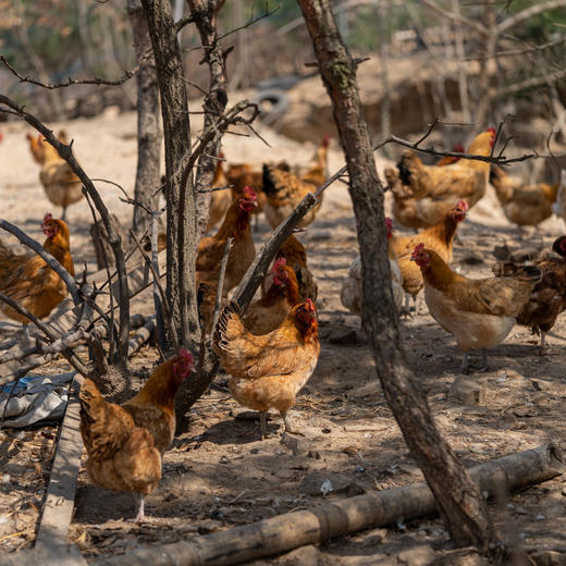 散养跑山鸡丨山林自然觅食×发酵纯粮喂养，无抗生素，无激素，肉鲜味美，公鸡/母鸡可选。⭐️顺丰空运 商品图3