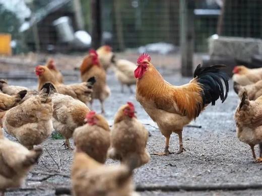 【京东包邮】金秋助农福利买一赠一到手2只仅79.9九华山散养黄油老母鸡 汤汁带黄油 肉质鲜美 鲜而不腻 鸡汤炖煮首选基地直邮 商品图7