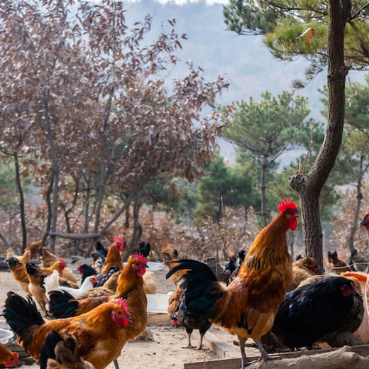 散养跑山鸡丨山林自然觅食×发酵纯粮喂养，无抗生素，无激素，肉鲜味美，公鸡/母鸡可选。⭐️顺丰空运 商品图2
