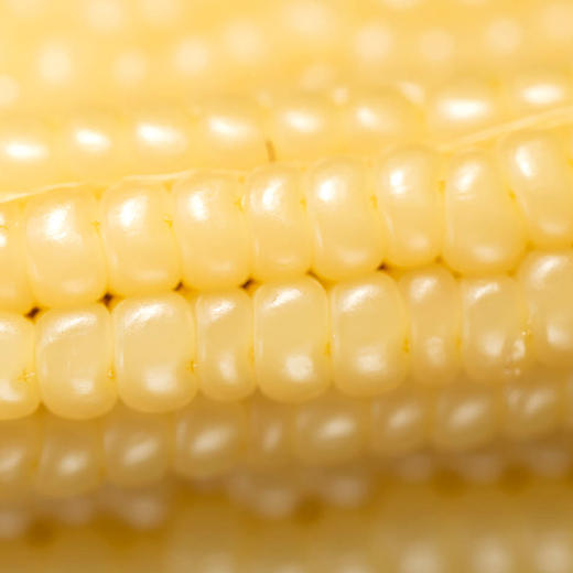 拇指玉米丨低产量的老品种玉米，泉水蒸煮，嫩、糯、甜，真空包装，小朋友的最爱，一次一根刚刚好！⭐️韵达/中通/申通随机 商品图2