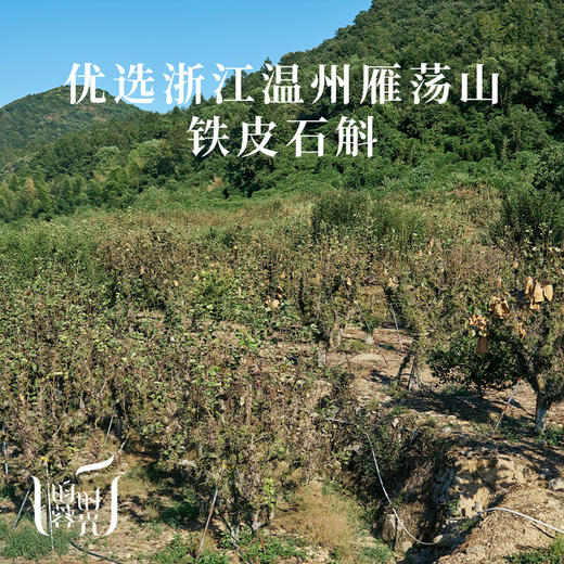 【昀蓉时光·铁皮石斛原浆】干条萃取不寒凉·多糖含量高达1800·配料表干净无添加·高浓度原浆营养直达·浓郁粘稠 具有特别的草木香气（30ml*7袋） 商品图2