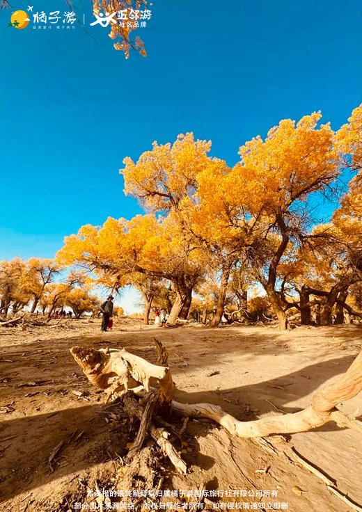 【青遇胡杨】八日游 商品图1