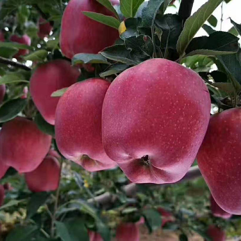 【甘肃扶贫】天水花牛苹果  当季新鲜水果  嫩鲜多汁