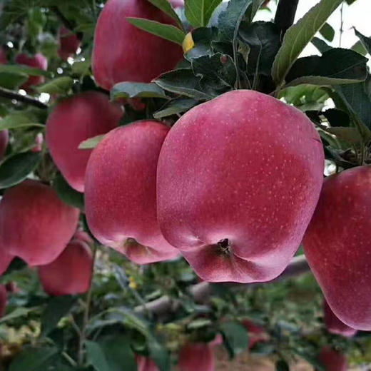 【甘肃扶贫】天水花牛苹果  当季新鲜水果  嫩鲜多汁 商品图0