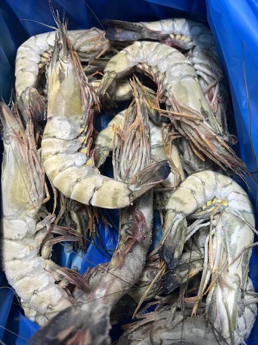 黑虎虾 | 印度洋海域养殖，活虾液氮冷冻，鲜甜肉弹个大，蒸煮炖都可以，到货冷冻保存，特大号16-20个/公斤，⭐️顺丰空运 商品图7