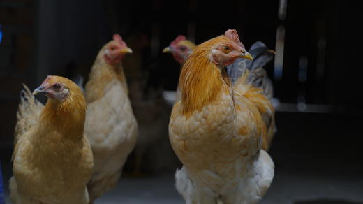 星辉林下土鸡 商品图3