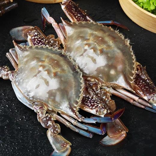 【顺丰冷链】梭子蟹 整只特大螃蟹 鲜活冷冻 海鲜水产 可清蒸 - 海福特 商品图4