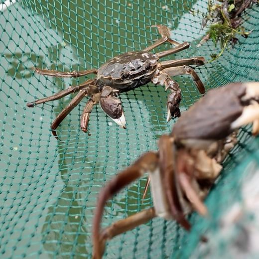 2025年源鲜阳澄·大闸蟹溯源，蟹卡抢先发售，正宗、地道、保真【G】 商品图3